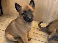 Щенки бельгийской овчарки, фотография 4