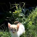 Котята в ДОБРЫЕ РУКИ, фотография 4