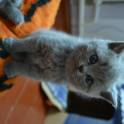 Шотландские котята, фотография 3