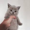 Британские котята, фотография 2