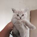 Британские котята, фотография 3