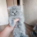 Британские котята, фотография 4