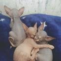 Канадский Сфинкс, фотография 2