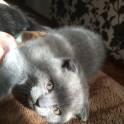 Котята шотландские вислоухие, фотография 2