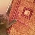 Котенок, фотография 2