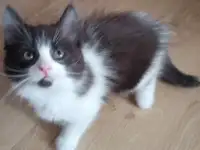 Котята, фотография 3
