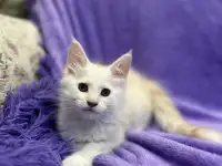 Котенок породы мейн-кун, фотография 3