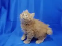 Курильский бобтейл, фотография 11