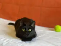 Чёрная кошка Агата мечтает обрести семью!, фотография 5