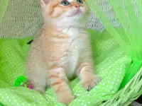 ЗОЛОТАЯ ШИНШИЛЛА шотландские котята, фотография 2