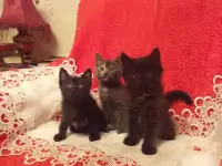 Котята в хорошие руки, фотография 3