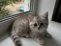 Шотландские котятатабби, фотография 3