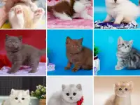 Британские Котята От Чемпионов - Много окрасов!, фотография 9