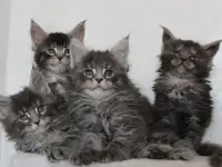 Котята мейн-кун!, фотография 3