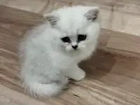 Котёнок девочка британская короткошерстная, фотография 4