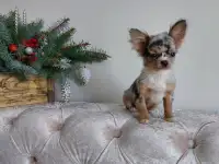 Мини чихуахуа.Эксклюзив. Мерле., фотография 8