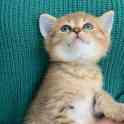 Шикарный шотландский котёнок, фотография 6