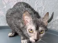 Ликой котята