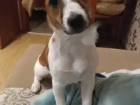 Вязка собак