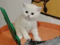 Шотландский котенок, кот.