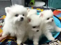 Померанский шпиц