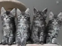 Котята мейн кун!, фотография 5