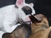 Французский бульдог, фотография 3