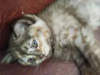 Скоттиш-страйт котята