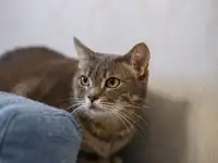 Серая полосатая кошка Эльза в дар!, фотография 4