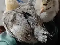 Продаются цыплята разных пород и цветные бройлеры,голошейки, фотография 8