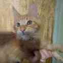 Котята породы Мейн Кун, фотография 5