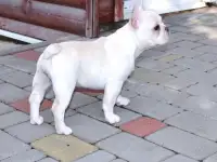Французский бульдог, фотография 4