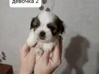 Продаются щенки ши тцу, фотография 6