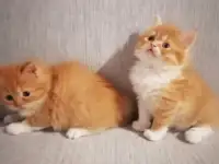 Персидские котята, фотография 3