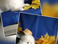 Померанский шпиц, щенки. Мини мишки, фотография 5