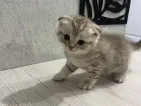 Шотландские котята, фотография 5