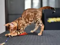 Лучшие бенгальские котята, фотография 4