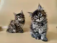 Котенок курильский бобтейл с родословной, фотография 2
