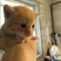 Отдаются котята в хорошие руки! , фотография 4
