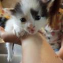 Отдаются котята в хорошие руки! , фотография 5