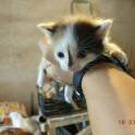 Отдаются котята в хорошие руки! , фотография 6