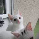 Отдам котят в хорошие руки