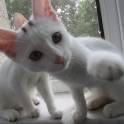 Отдам котят в хорошие руки, фотография 2