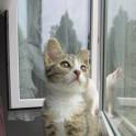 Отдам котят в хорошие руки, фотография 3