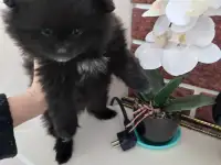 Щенок шпиц