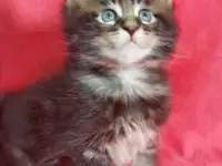 Котята, фотография 2