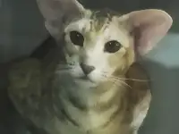 Ориентальные коты, фотография 3