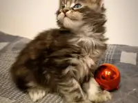 Котята Мейн-кун