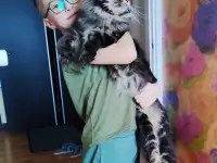 Котята Мейн-кун, фотография 10