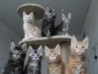 Мейн-кун котята!